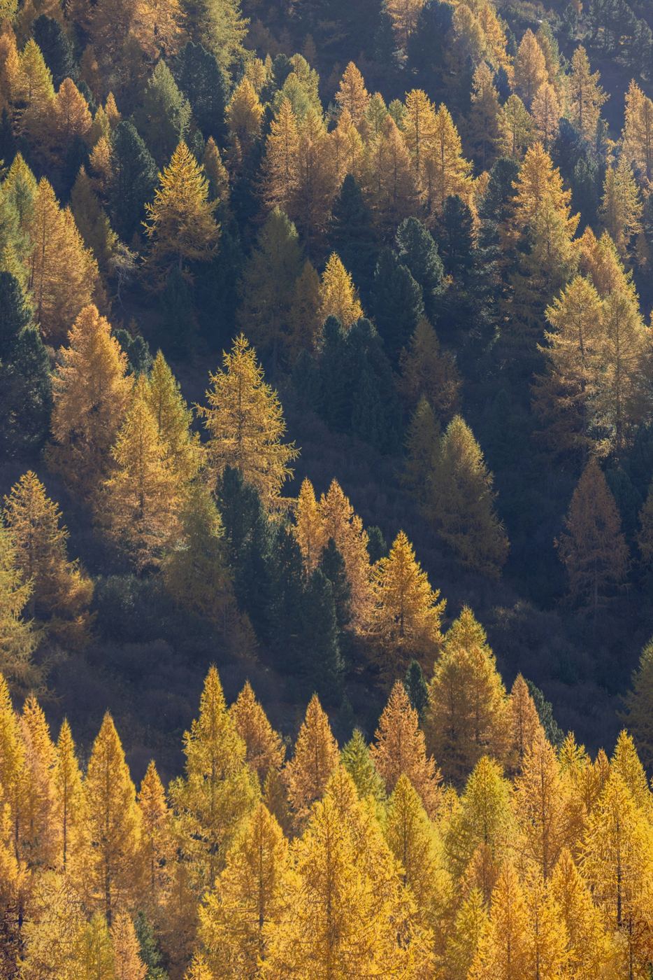 Golden larches on a mountainside